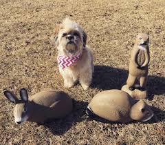One Of These Things Is Not Like The Others Can You Spot The Imposter 3dshooters Cabelas In 2020 Animals Dogs Cabelas