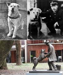 Em 1923, nasceu Hachiko, o famoso cão da raça Akita que esperou por seu dono por 10 anos em frente a estação de shibuya, mesmo após sua morte. Um grande exemplo de