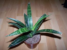 Image result for Sansevieria parva