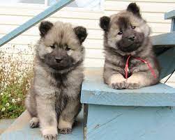 Jeni Smile S Favorites Cute Dogs Keeshond Puppy Cute Baby Animals