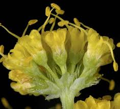 Image result for Sanicula