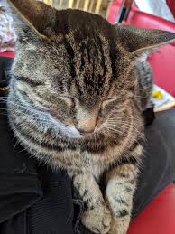 Meet Lucy 19 Y O And Still Going Strong Cat Selfie Cat Meeting Cat S