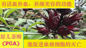洛神花 的功效与作 roselle benefits or roselle plant tea edible garden cocktail drinks health