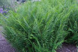 Image result for Pteris