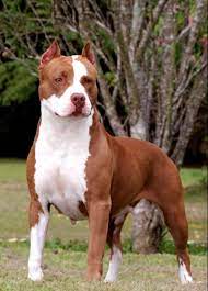 The pitbull color ranges from brown, white, black with the other specific characteristics. American Pit Bull Terrier Puppy Wallpapers Wallpaper Cave
