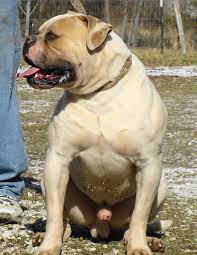 Biggie is a huge johnson american bulldog stud which we purchased from bullforce in the netherlands. Braveheartbulldogs