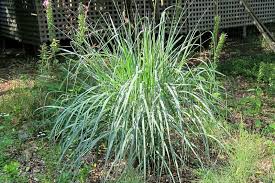 Image result for Panicum repentellum