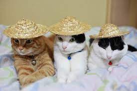 Three Cats In Three Hats Where Is Dr Seuss When You Need Him I Love Cats And Kittens Fancy Cats Cute Cats Photos I Love Cats