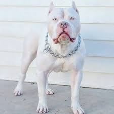 Midway Monstaz Phantom Pitbull Puppies Bully Breeds Dogs Pitbull Terrier