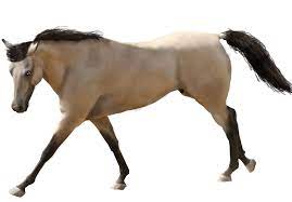 Buckskin quarter horse mare and foal in summer. Pre Cut Buckskin Quarter Horse By Snowy Paws On Deviantart