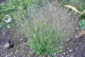 Image result for Leptochloa uniflora