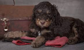 Bainbridge labradoodles have been breeding australian labradoodle puppies full time since 2006. Livy S Doodles Poodles Michigan Based Breeder Of Bernedoodles Labradoodles Goldendoodles And Poodles