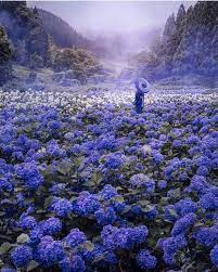 The Enchanted Hydrangea Forest In Japan Interestingasfuck Japanese Park Photo Illustrators On Instagram