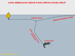 Check spelling or type a new query. Cara Pasang Umpan Hidup Potenzi Fishing Wa 0877 4946 0088