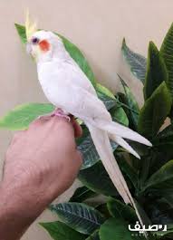 ذكر كروان اليف جدا Animals Bird Parrot