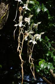 Image result for Aerangis kotschyana