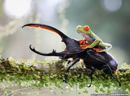 Pin By Ann Tort On Dumb Is Funny Red Eyed Tree Frog Animals Animals Beautiful