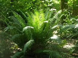 Image result for Polystichum