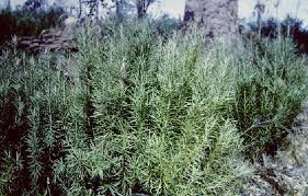 Image result for Podocarpaceae