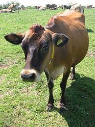 Maybe you would like to learn more about one of these? Jersey Rind Wikipedia