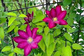 We did not find results for: How To Grow Clematis Successfully Flower Patch Farmhouse