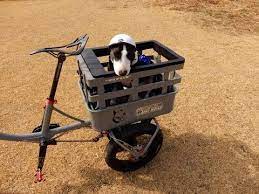 trike bike for dogs 犬 乗せ 三輪 自転車 bull terrier japanese tricycle with swing function youtube 自転車 カスタム 自転車 犬 自転車