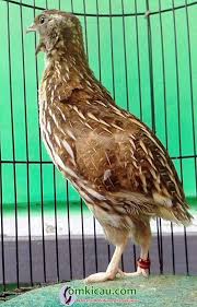 Berkokok di luar gelanggang, bila ke tengah menyusup di bawah kelengkang. Puyuh Firaun Milik Om Frenki Jember Beberapa Kali Mendapat Anugerah Burung Terbaik Om Kicau