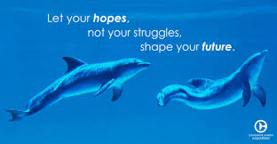Let Your Hopes Not Your Struggles Shape Your Future Clearwater Marine Aquarium Dolphin Tale Marine Aquarium