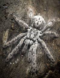 Discover hundreds of ways to save on your favorite products. Silver Togo Starburst Baboon Tarantula Heteroscodra Maculata Spider Steam Punk Iron On Patch Accessories Patches Pins Cm18autolights Com
