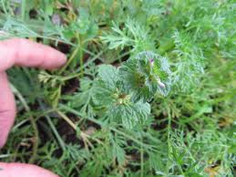 Image result for Chlorophytum amplexicaule