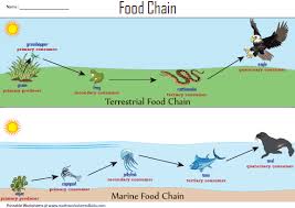 We did not find results for: Terrestrial And Marine Food Chain Chart Food Chain Worksheet Food Chain Ecosystems Projects