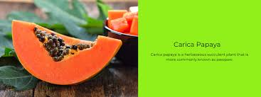Image result for Carica papaya