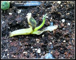 Image result for tomato seedling damping off