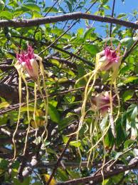 Image result for Strophanthus speciosus