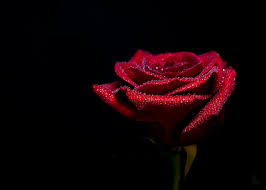 Check spelling or type a new query. 50 Beautiful Rose Pictures