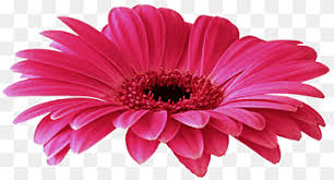 Image result for Gerbera piloselloides