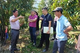 Triển khai dán tem truy xuất nguồn gốc sầu riêng ngay tại vườn ở Lâm Đồng