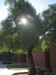 We did not find results for: Find Trees Learn University Of Arizona Campus Arboretum