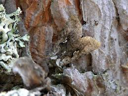 Image result for Syngrapha hochenwarthi