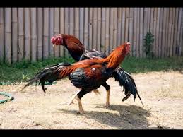 All such events are currently prohibited as part. The Life Of Chickens Fighting Cocks Youtube