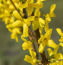 There are about 11 species, mostly native to eastern asia, but one native to southeastern europe. Forsythia Lynwood Forsythie Lynwood Gartenbaumschule Becker