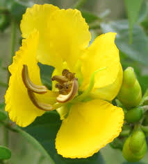 Image result for Senna petersiana