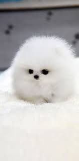 We did not find results for: 50 Adorables Imagenes De Perros Los Cachorros Mas Bonitos Y Tiernos