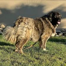 The caucasian shepherd is for a very few hardy owners. The Mighty And Fearless Caucasian Ovcharka K9 Web