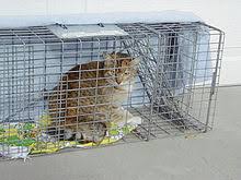 Before we begin, in the uk cats are considered property and as such should not be trapped without their owners consent. Trap Neuter Return Wikipedia