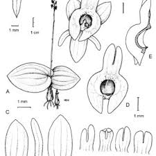 Image result for Liparis deistelii