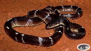 The Common Krait Most Venomous Snake Most Poisonous Snake Top Ten Venomous Snake Top Ten Poisonous Snake Snake Snake Venom Venomous Animals
