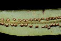 Image result for Oleandra distenta