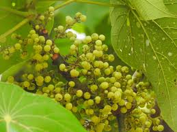 Image result for Macaranga mellifera