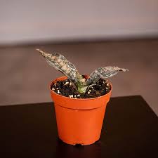 Image result for Sansevieria kirkii